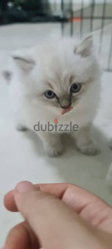 Scottish fold male kitten 2