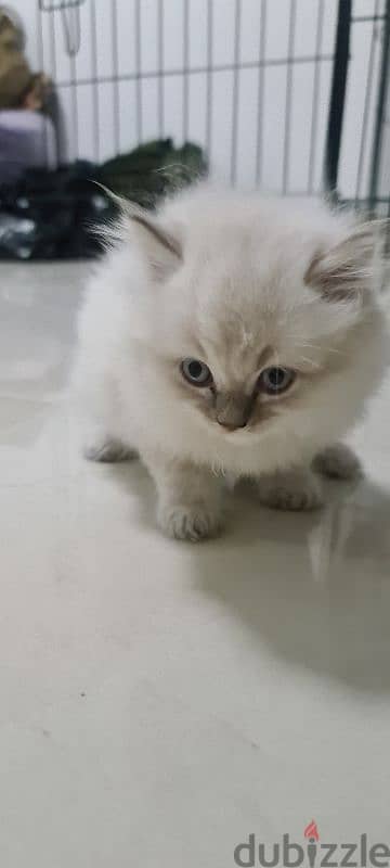 Scottish fold male kitten 4