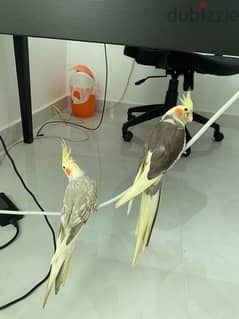 cocktail birds 0