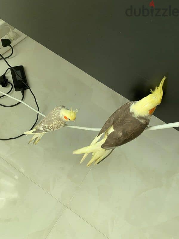 cocktail birds 1