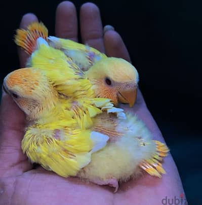 tamed Love birds urgent for sale