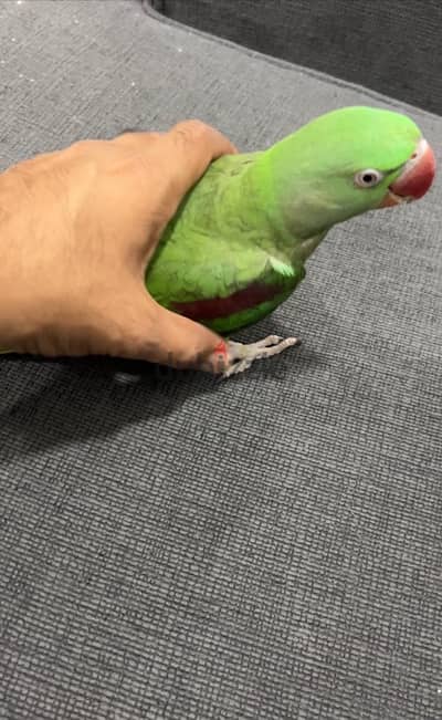 nipali parrot متو نيبالى