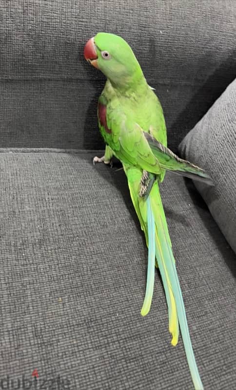 nipali parrot متو نيبالى 1