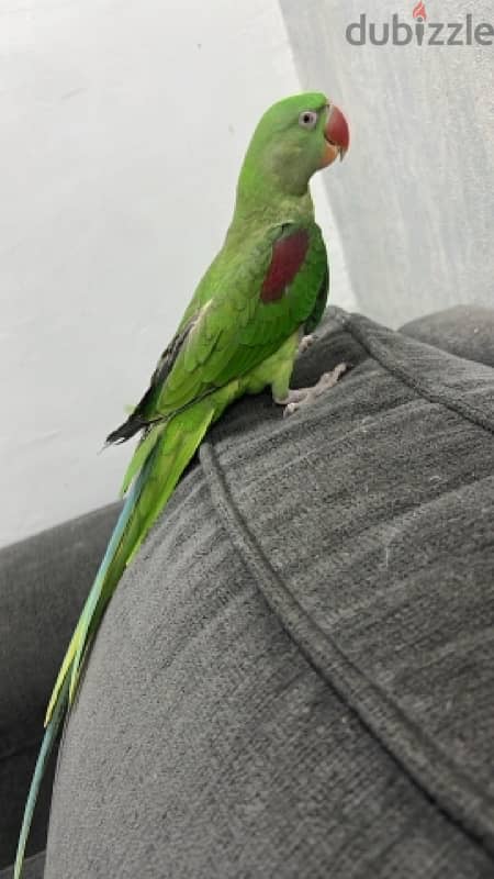 nipali parrot متو نيبالى 3