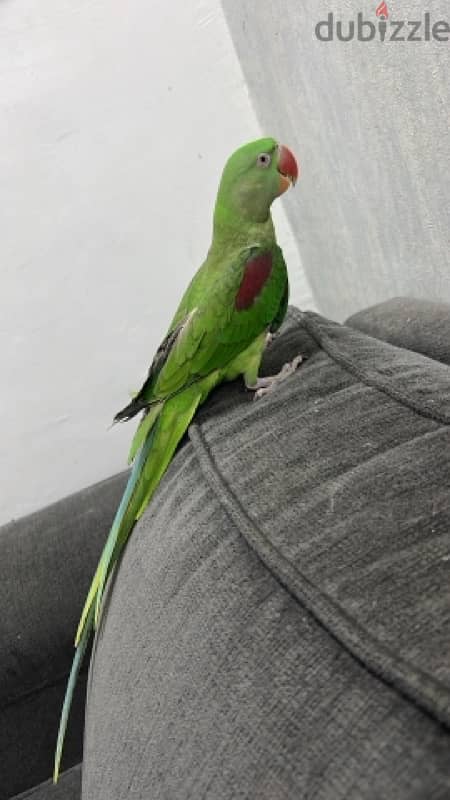 nipali parrot متو نيبالى 5