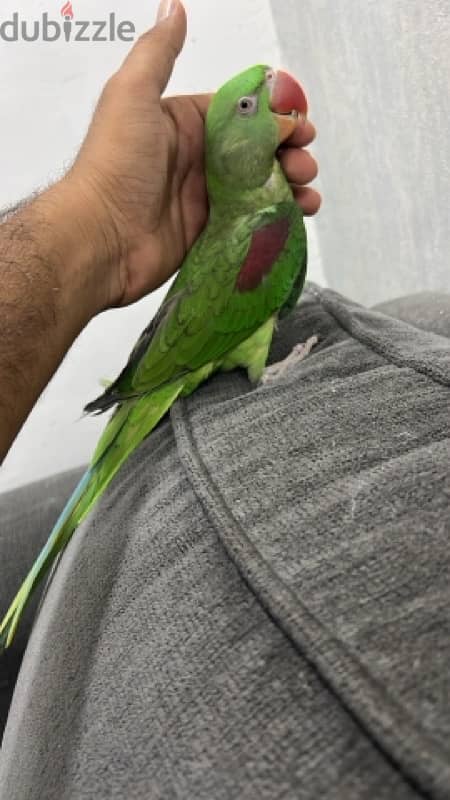 nipali parrot متو نيبالى 6