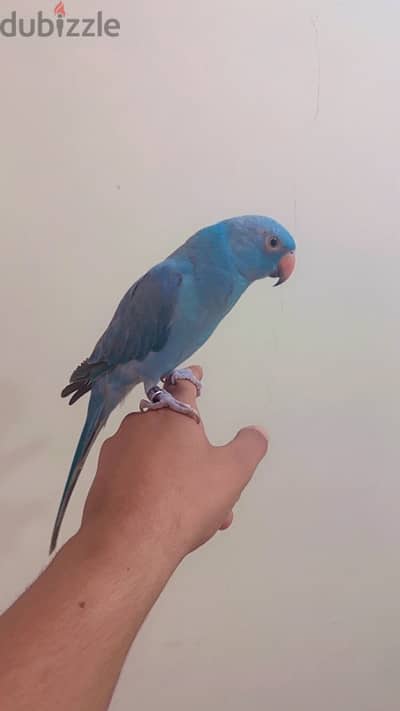 blue parrot