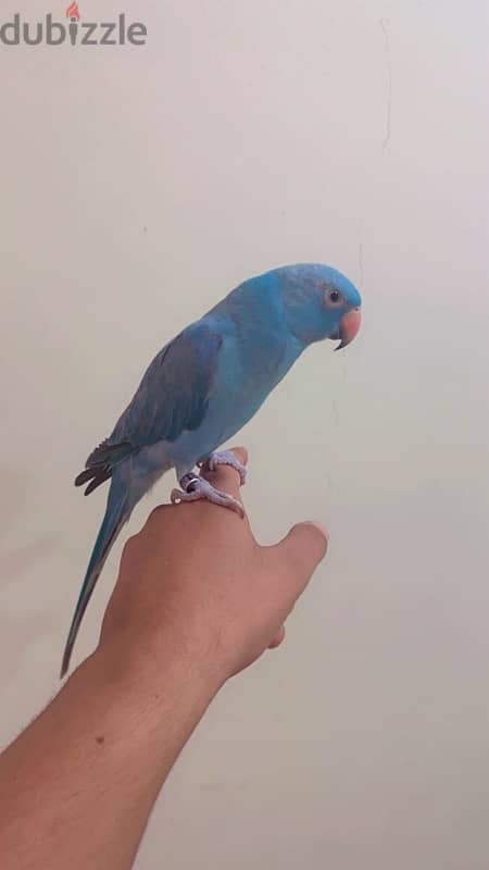 blue parrot 0