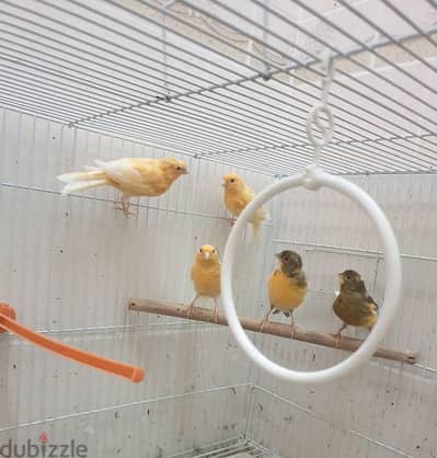 canary for sale