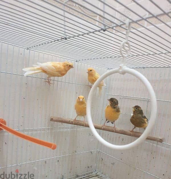 canary for sale 0