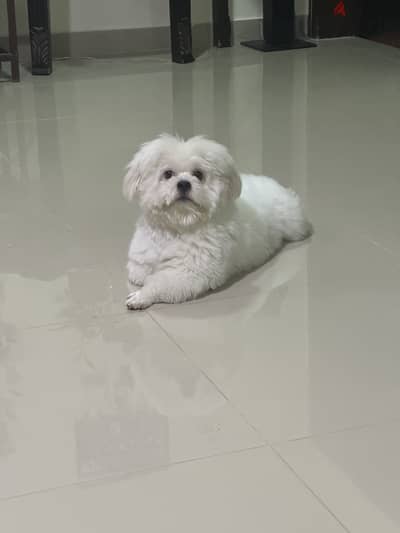 Full white colour Shitzu 2 years