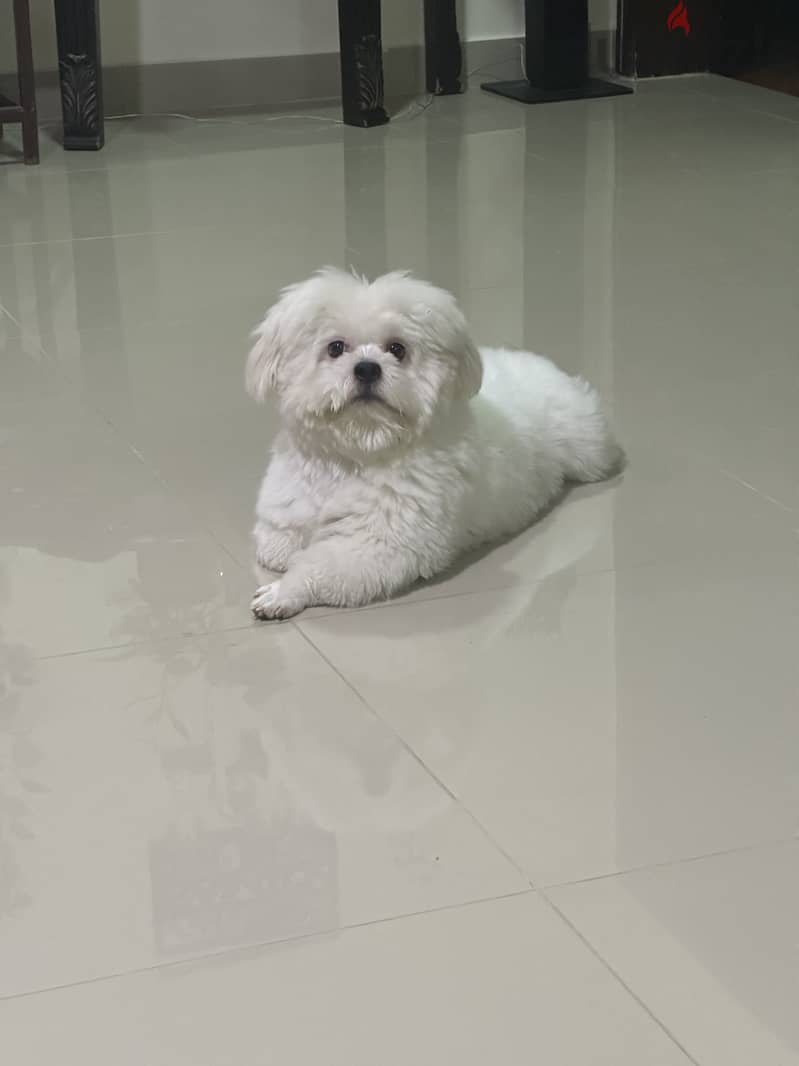 Full white colour Shitzu 2 years 0