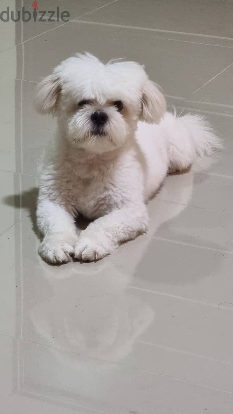 Full white colour Shitzu 2 years 1