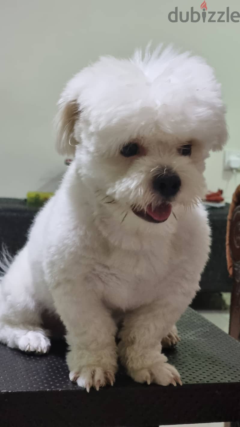 Full white colour Shitzu 2 years 2