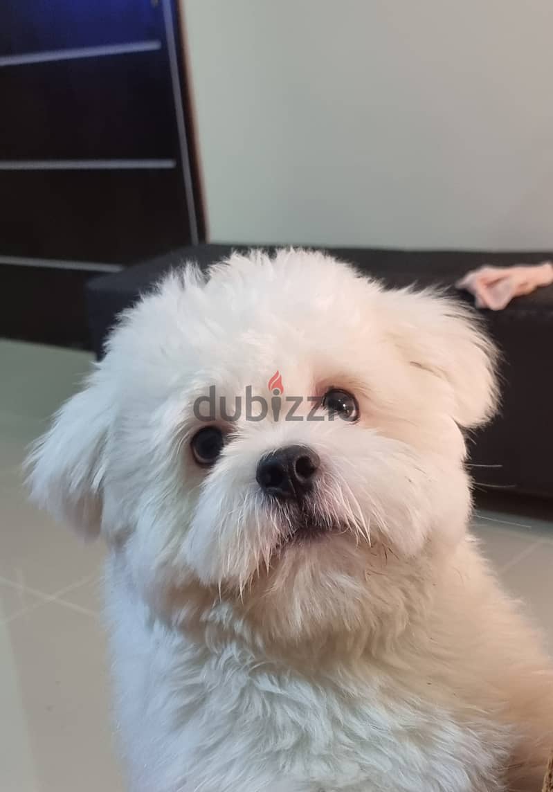 Full white colour Shitzu 2 years 3