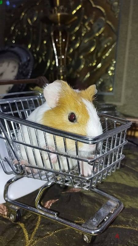 cutee guinea pig 0