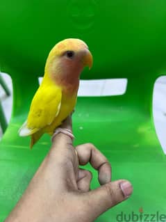 tamed love birds urgent for sale 0