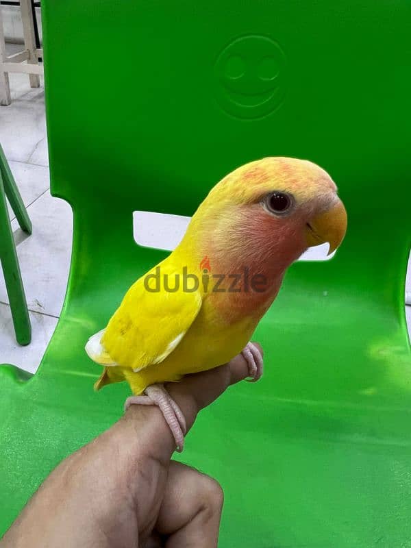 tamed love birds urgent for sale 1