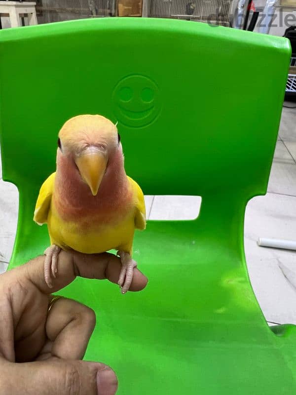 tamed love birds urgent for sale 2