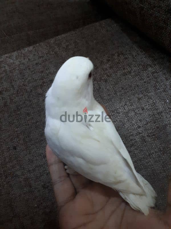 tamed love birds urgent for sale 4