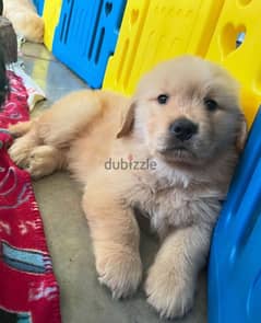 Golden Retriever puppy for sale 0