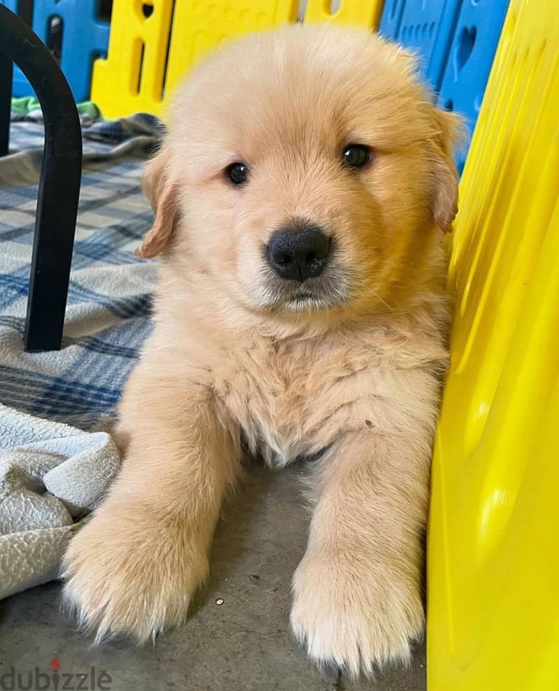 Golden Retriever puppy for sale 1