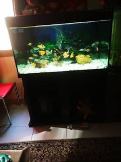 Big fish tank 0