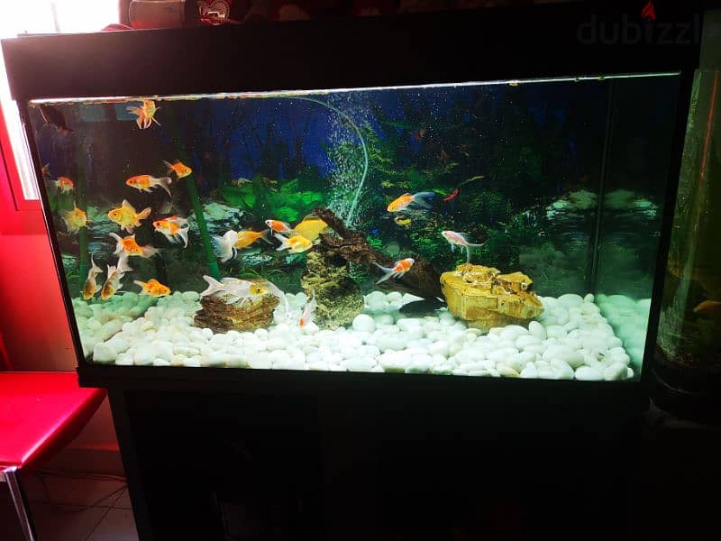 Big fish tank 1