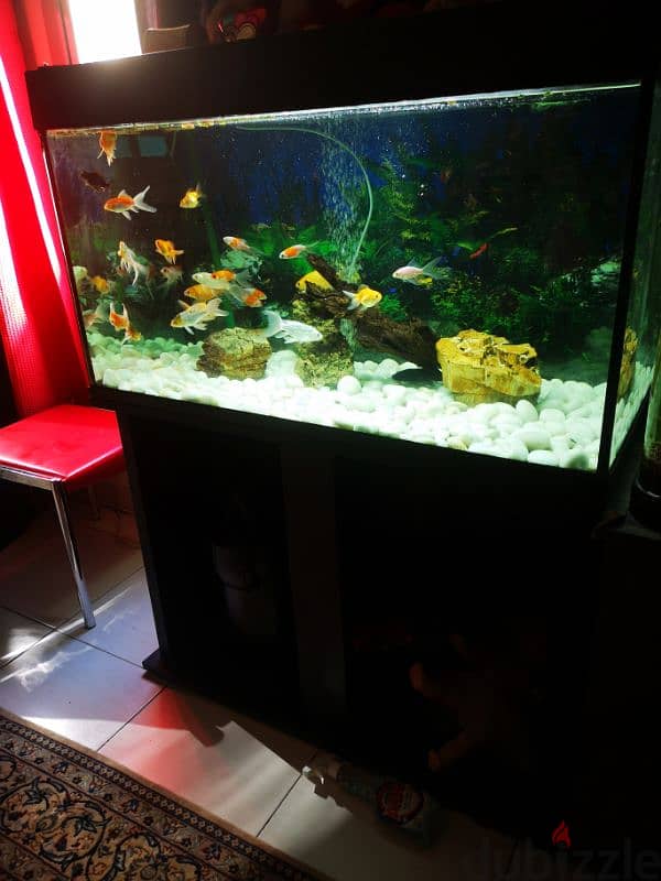 Big fish tank 2