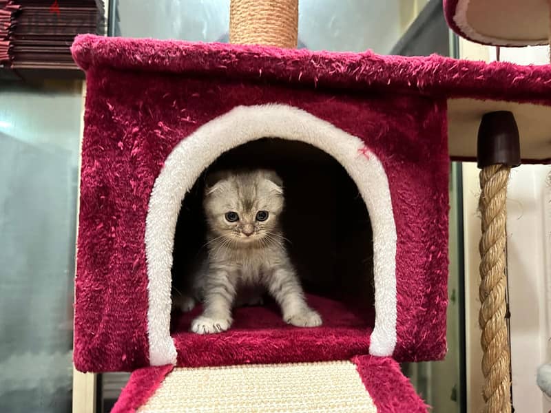 Scottish fold kittens and cats 2