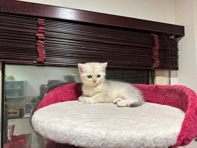 Scottish fold kittens and cats 3