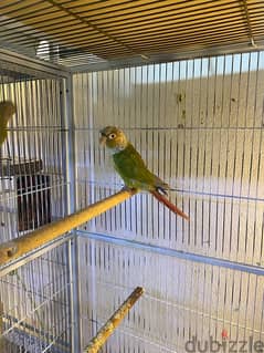 male pineapple conure 0