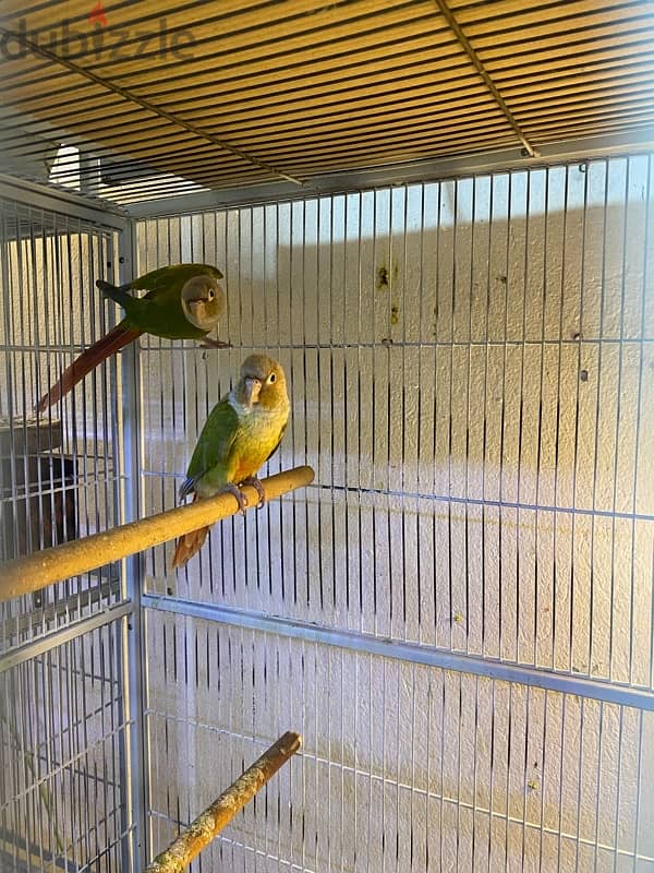 male pineapple conure 1