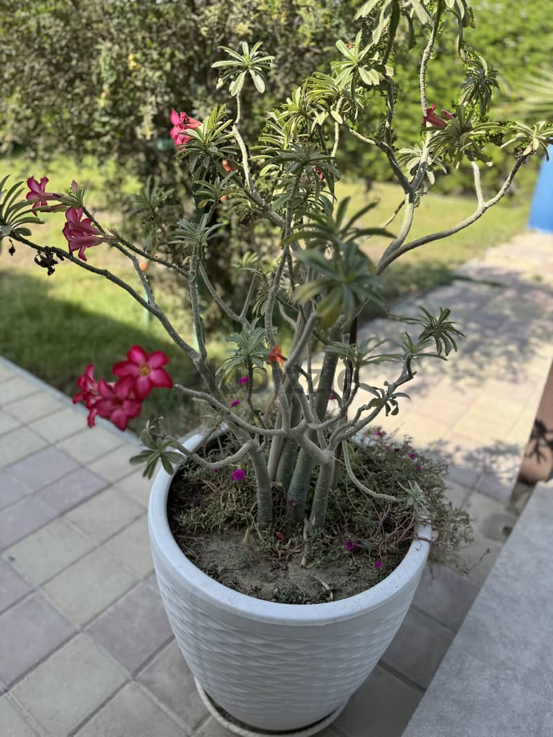 Plants in ceramic pots 1