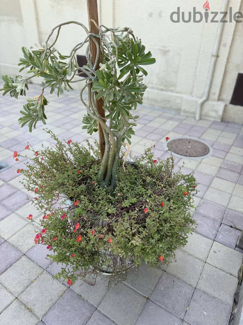 Plants in ceramic pots 2