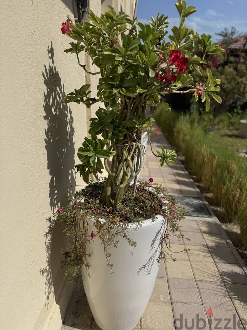 Plants in ceramic pots 3