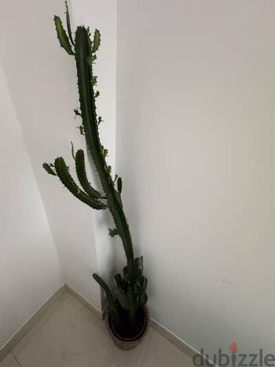 Cactus