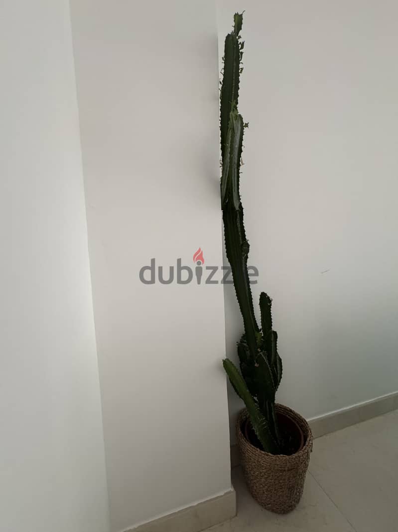 Cactus - indoor 1