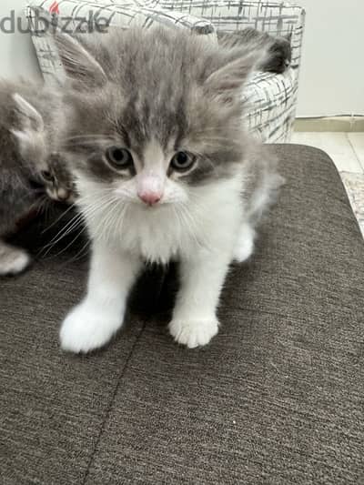 kitten for sale 25 BD