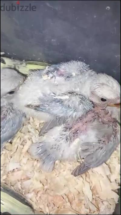 baby love birds urgent for sale