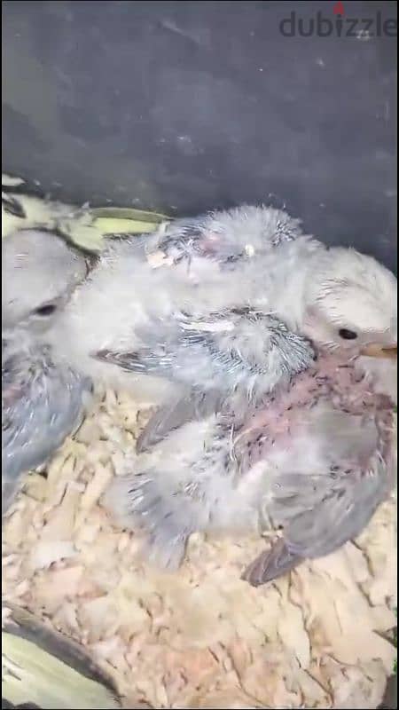 baby love birds urgent for sale 1