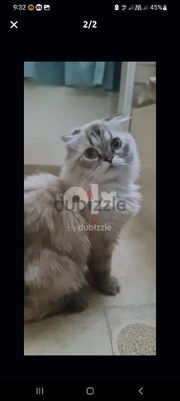 Scottish fold cat 0