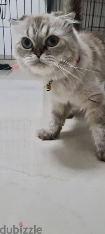 Scottish fold cat 4