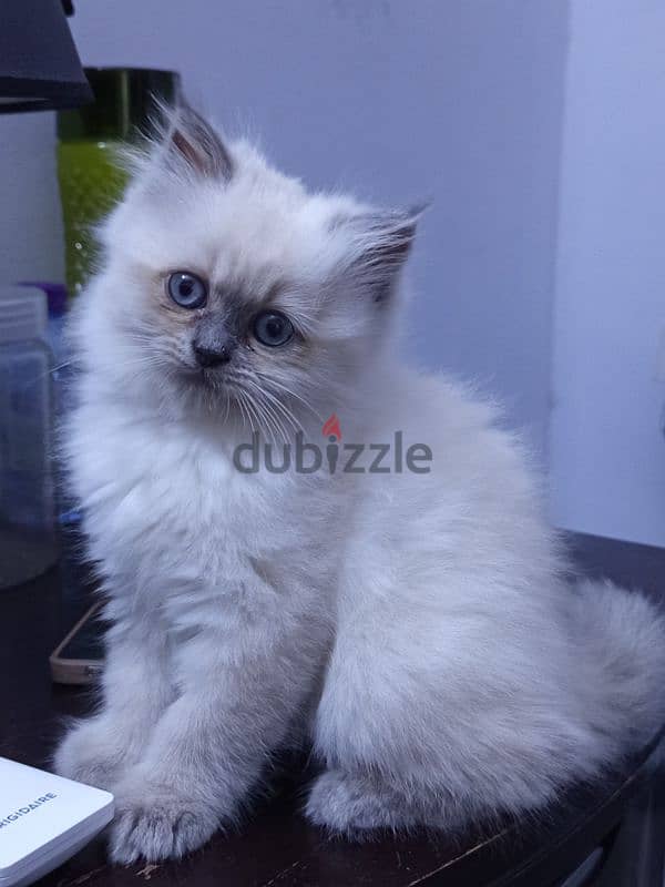 ragdoll kitten for sell 0