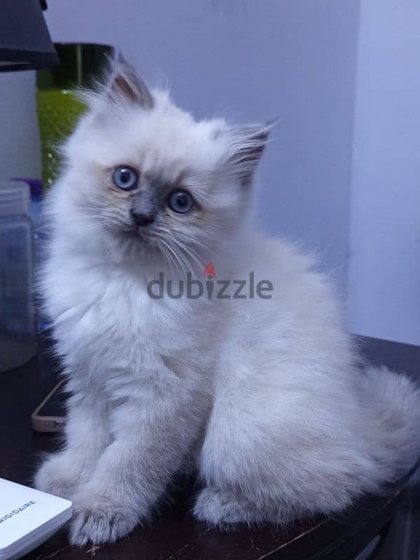 ragdoll kitten for sell 1