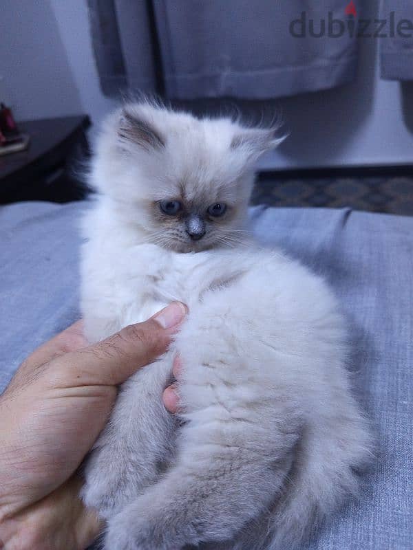 ragdoll kitten for sell 2