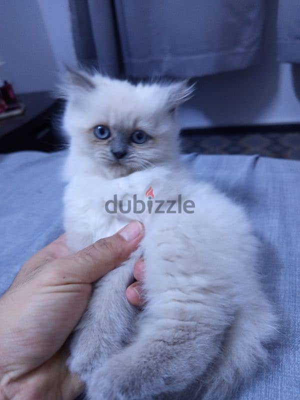 ragdoll kitten for sell 3