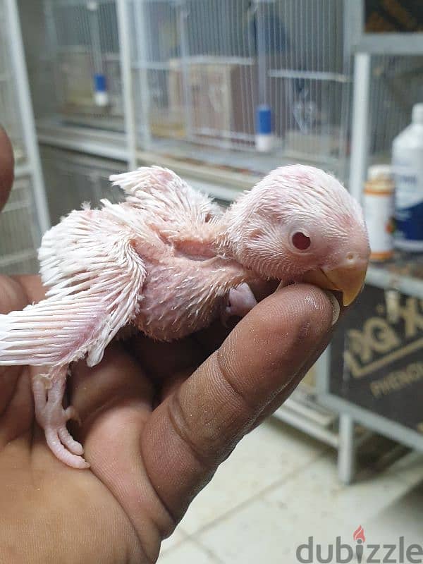 albino babe for sale 0