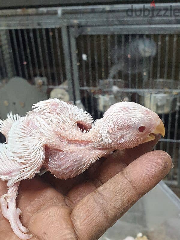 albino babe for sale 1