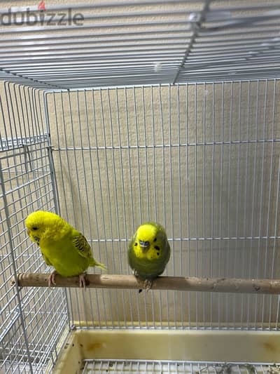 budgies